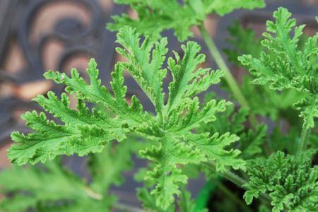 Citronella Geranium Plant