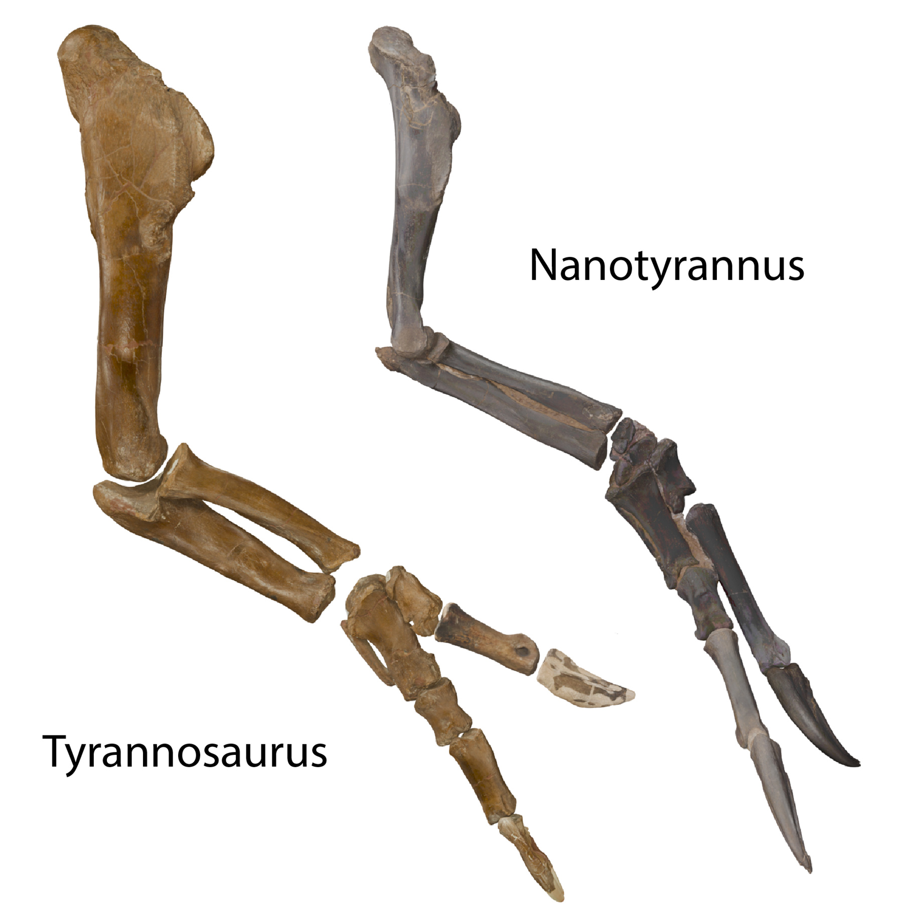 A photo comparing the arm and hand bones of Nanotyrannus and Tyrannosaurus rex against a white background.