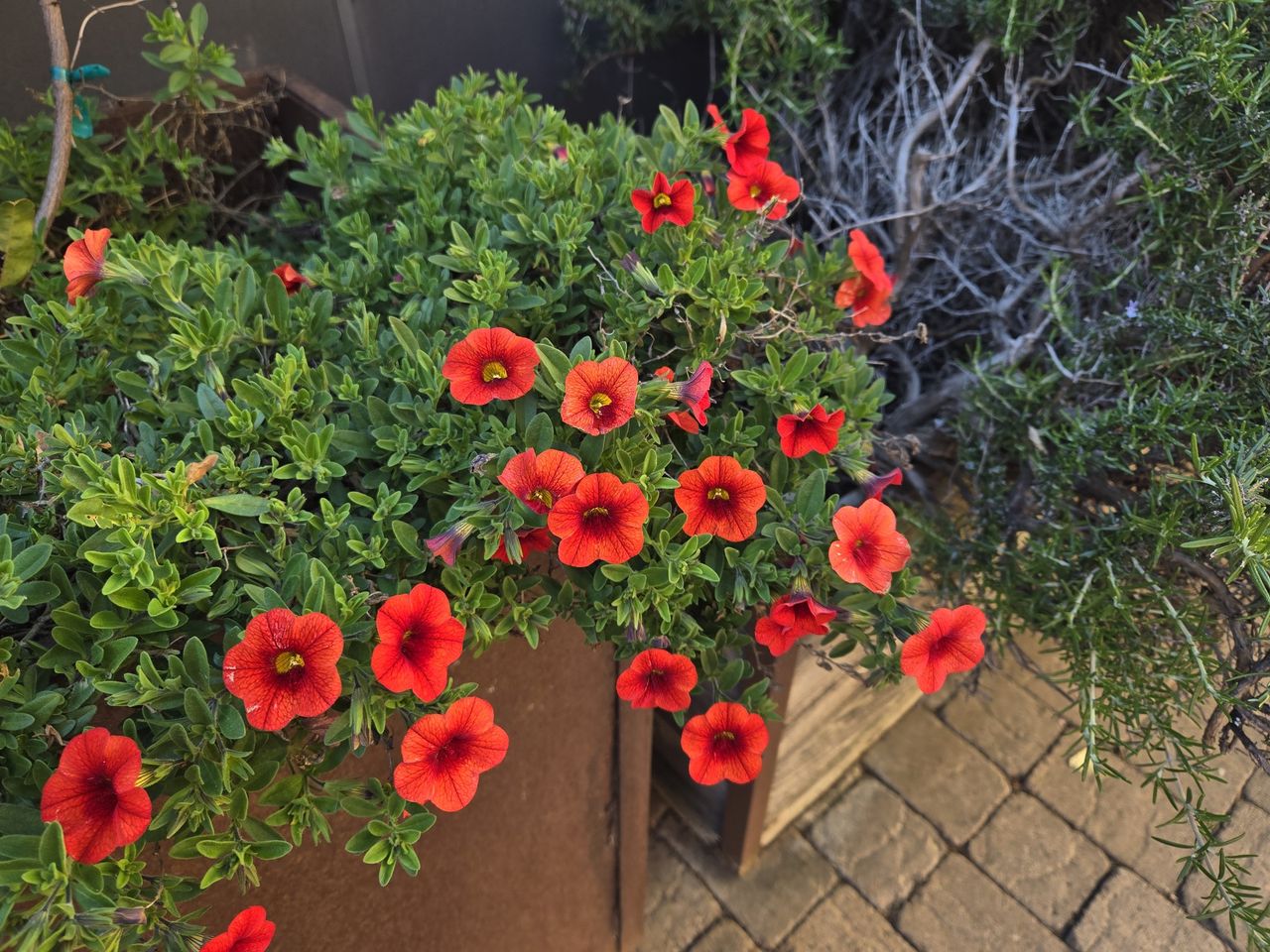 flower photos in iphone 15 vs galaxy s24 camera faceoff