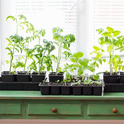 leggy seedlings on a table in front of a window 