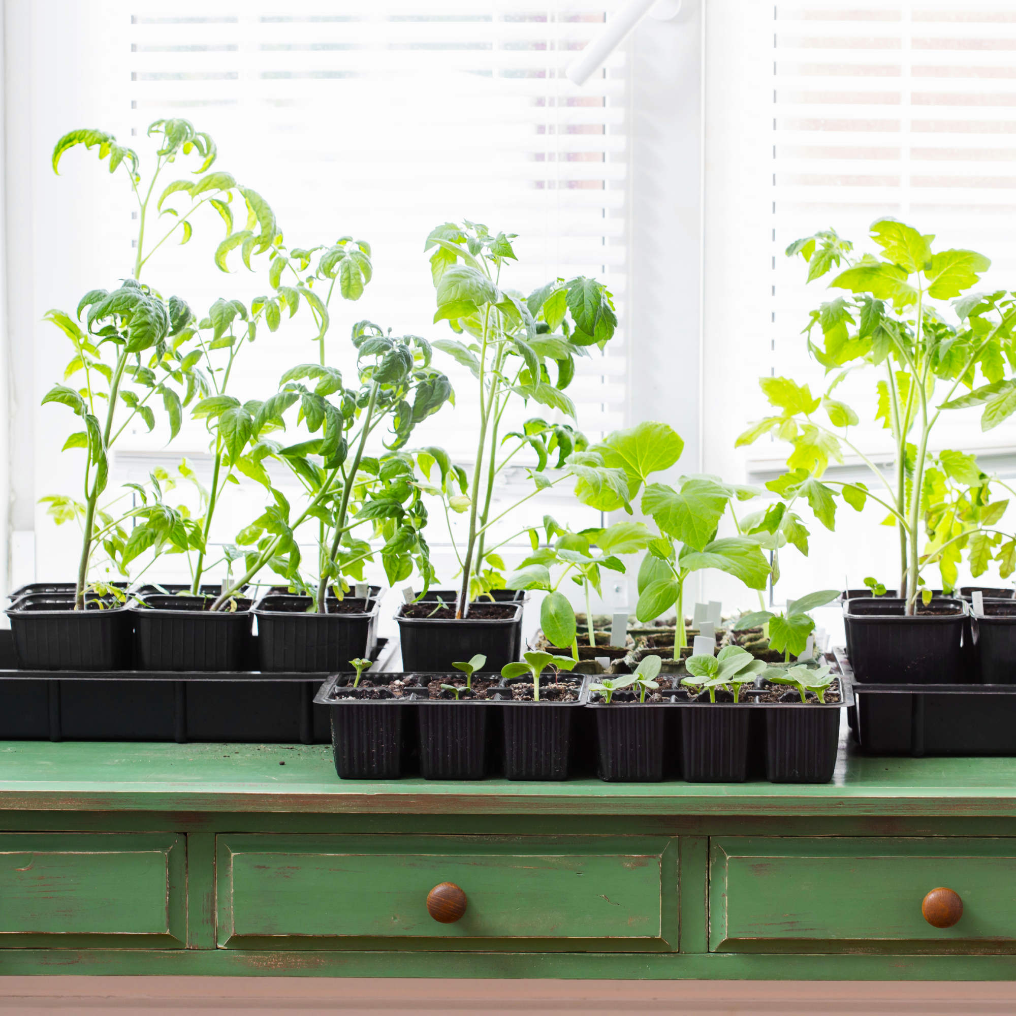 leggy seedlings on a table in front of a window 