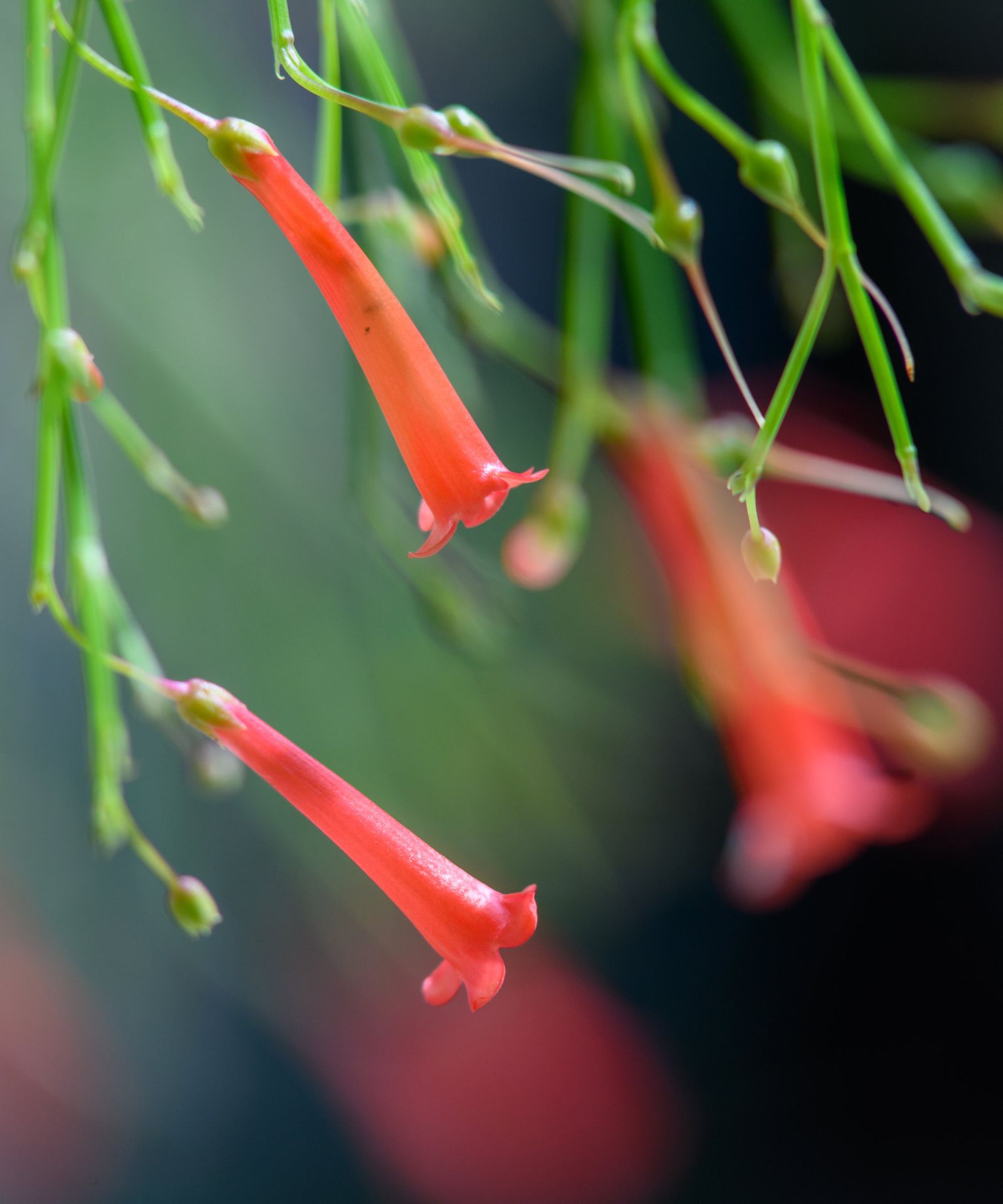 How to prune a firecracker plant - expert trimming tips | Homes & Gardens