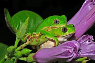 The rainy season, the green tree frog, and the maintenance of life, 2017 Royal Society Publishing Photography Competition  