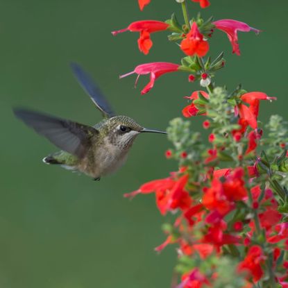 Hummingbird Feeding on Scarlet Sage