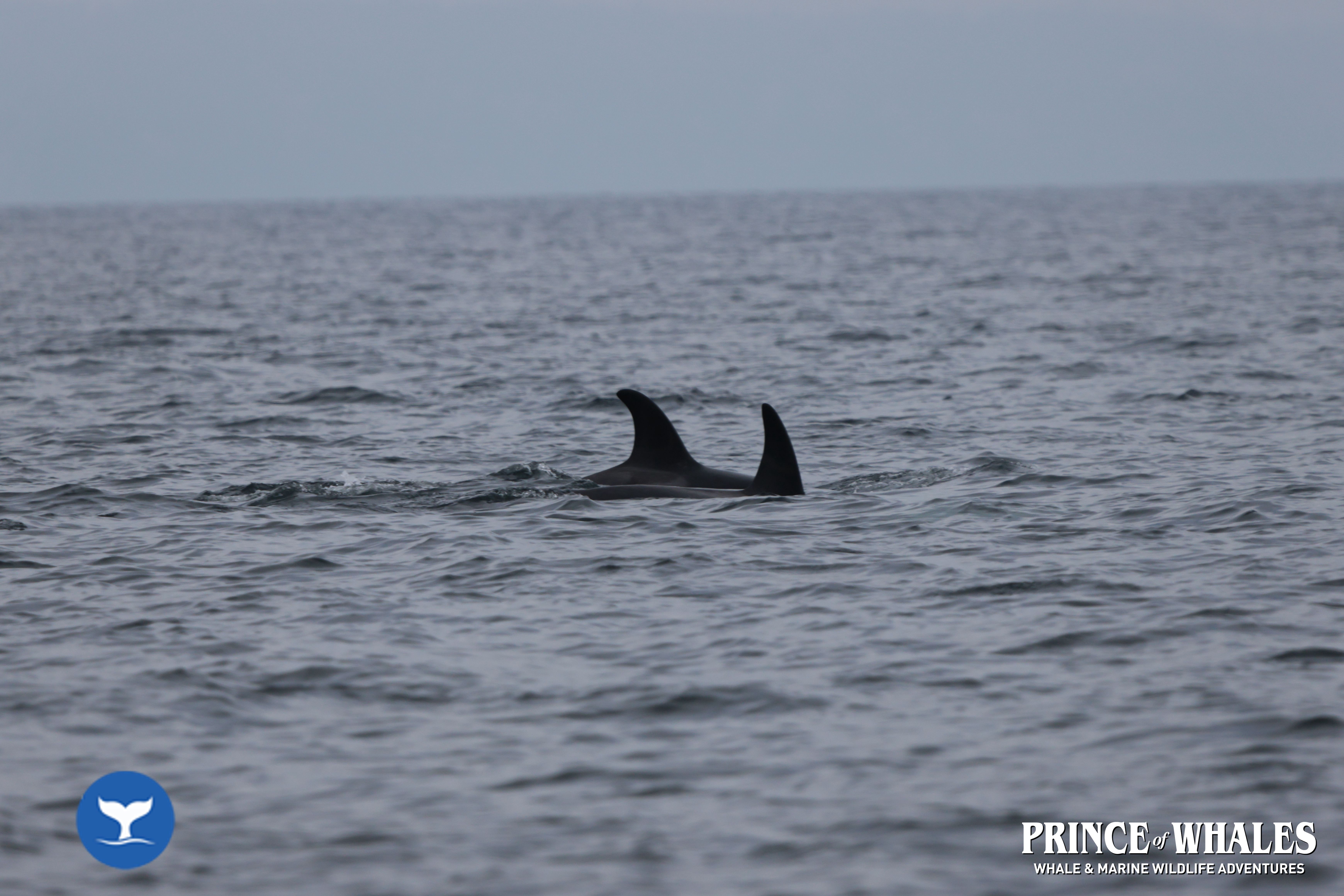 Shots of orca Whales taken at sea