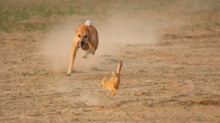 Brown dog chasing a hare