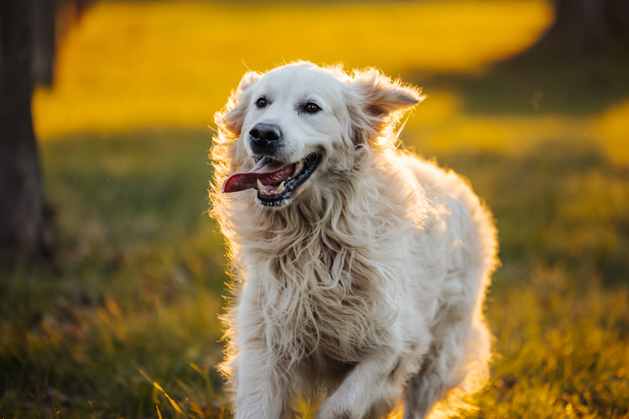 Running golden retriever with tongue out at sunset