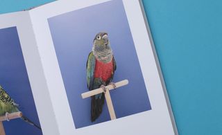 Close up of a crimson bellied conure