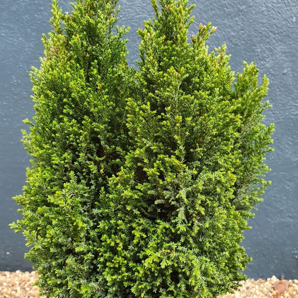 Chamaecyparis Lawsoniana Ellwood's Pillar ('flolar')