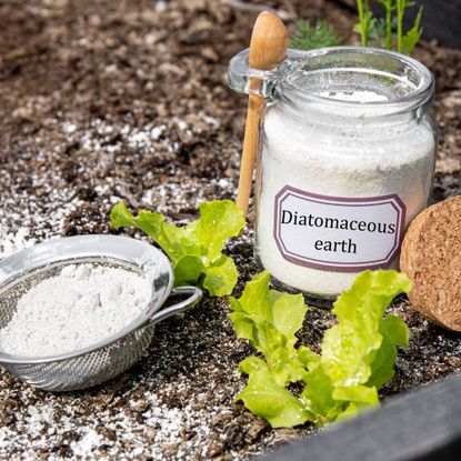 A jar full of white powder labelled diatomaceous earth next to a sieve of powder and three lettuce seedlings