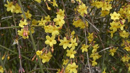 winter jasmine in bloom with yellow flowers