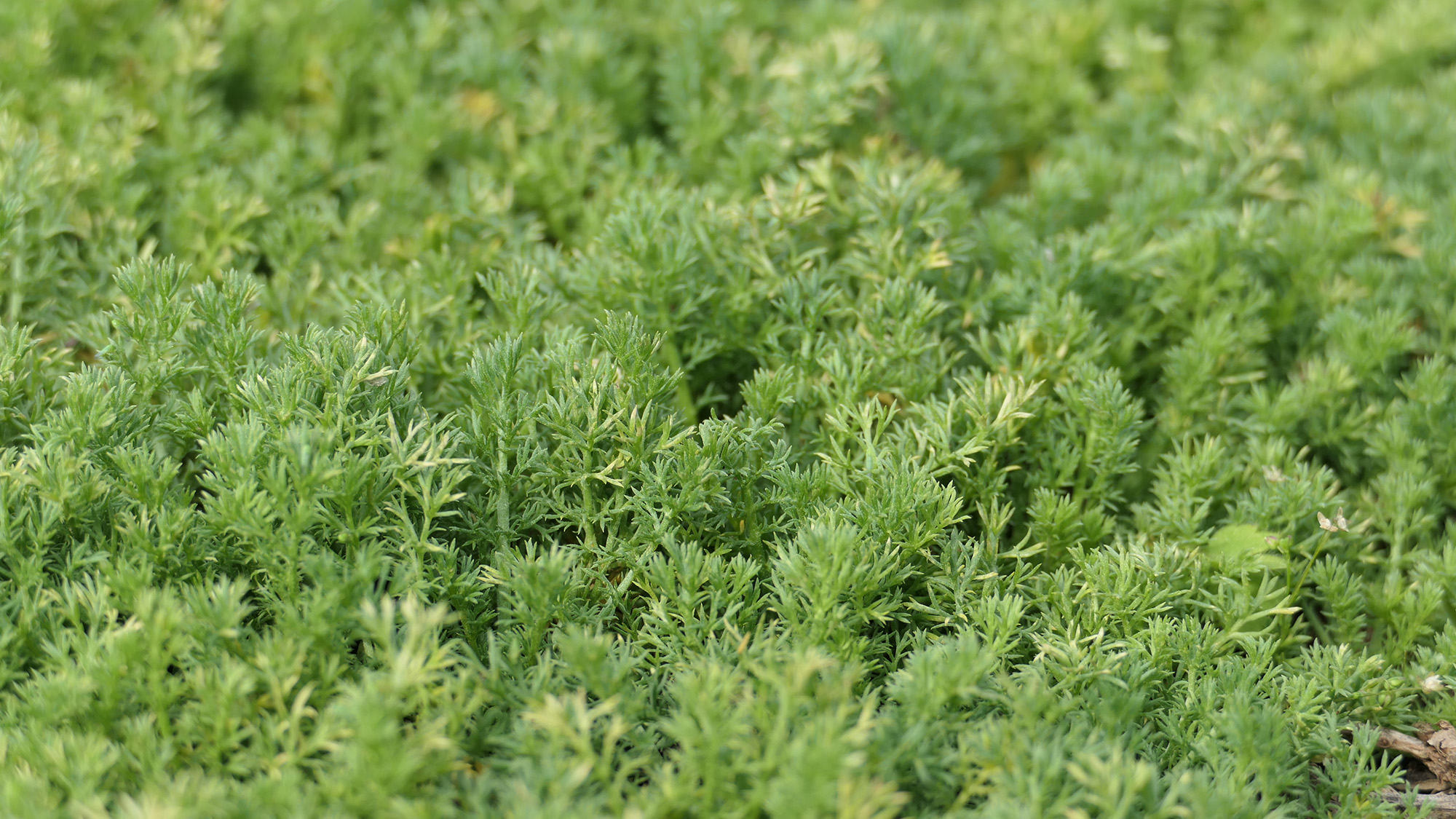 Chamomile lawn