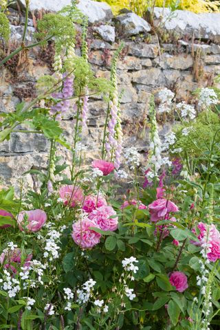 flowers in a cottage garden in front of a dry stone wall