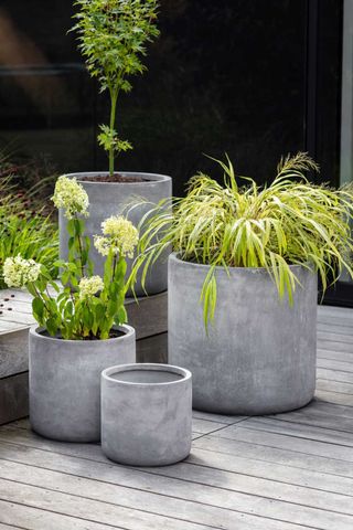 Concrete pots - front garden ideas