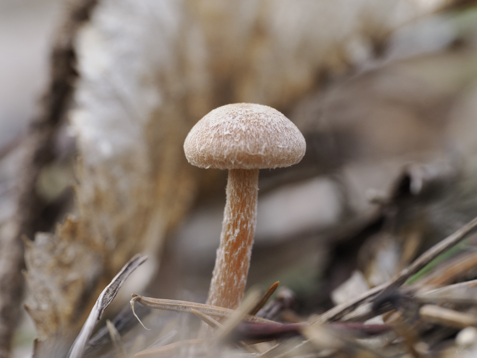 Macro photo of a mushroom even light