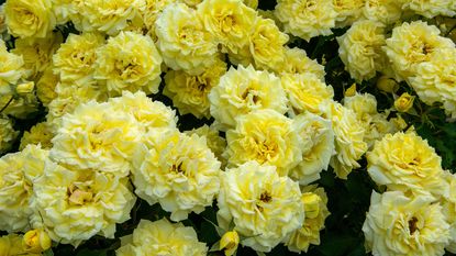 yellow roses in full bloom