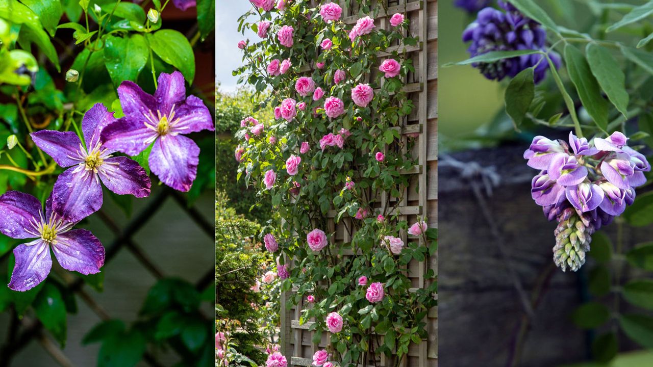 Best plants to cover a fence 10 ways to disguise a fence Homes & Gardens