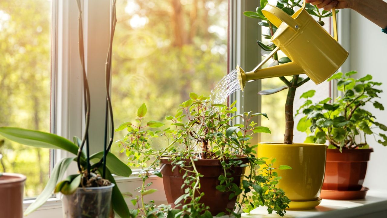 Watering houseplants on a windowsill