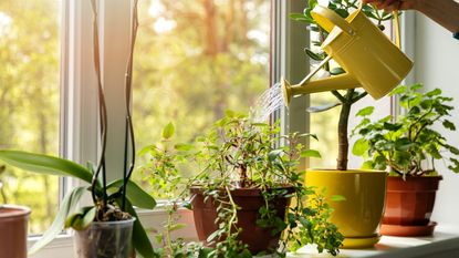 Watering houseplants on a windowsill