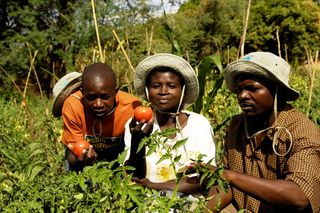 WCS's COMACO business model rewards farmers in Zambia with increased commodity prices for adopting improved farming practices that can sustain higher food crop yields while reducing natural resource conflicts.