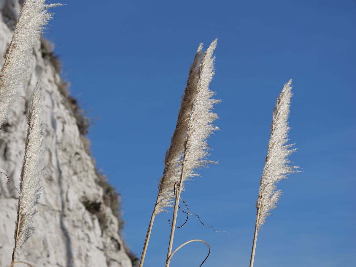 Ferns on a backdrop of blue sky