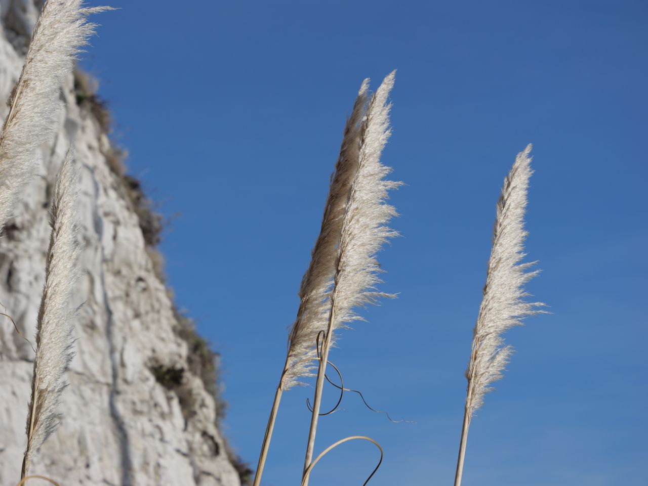 Ferns on a backdrop of blue sky