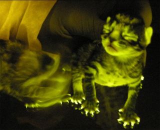 A genetically engineered cat glows.