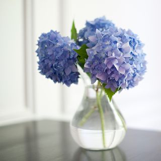 Glass vase with blue hydrangeas in water