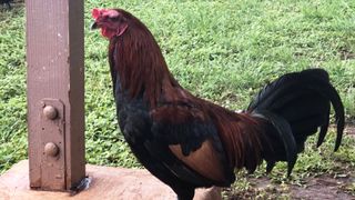 Rooster in Hawaii