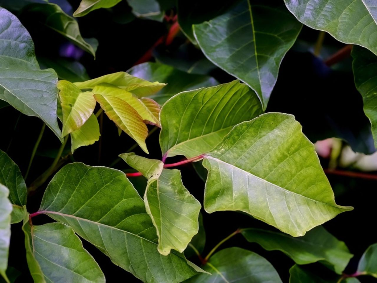 Poison Sumac Shrubs