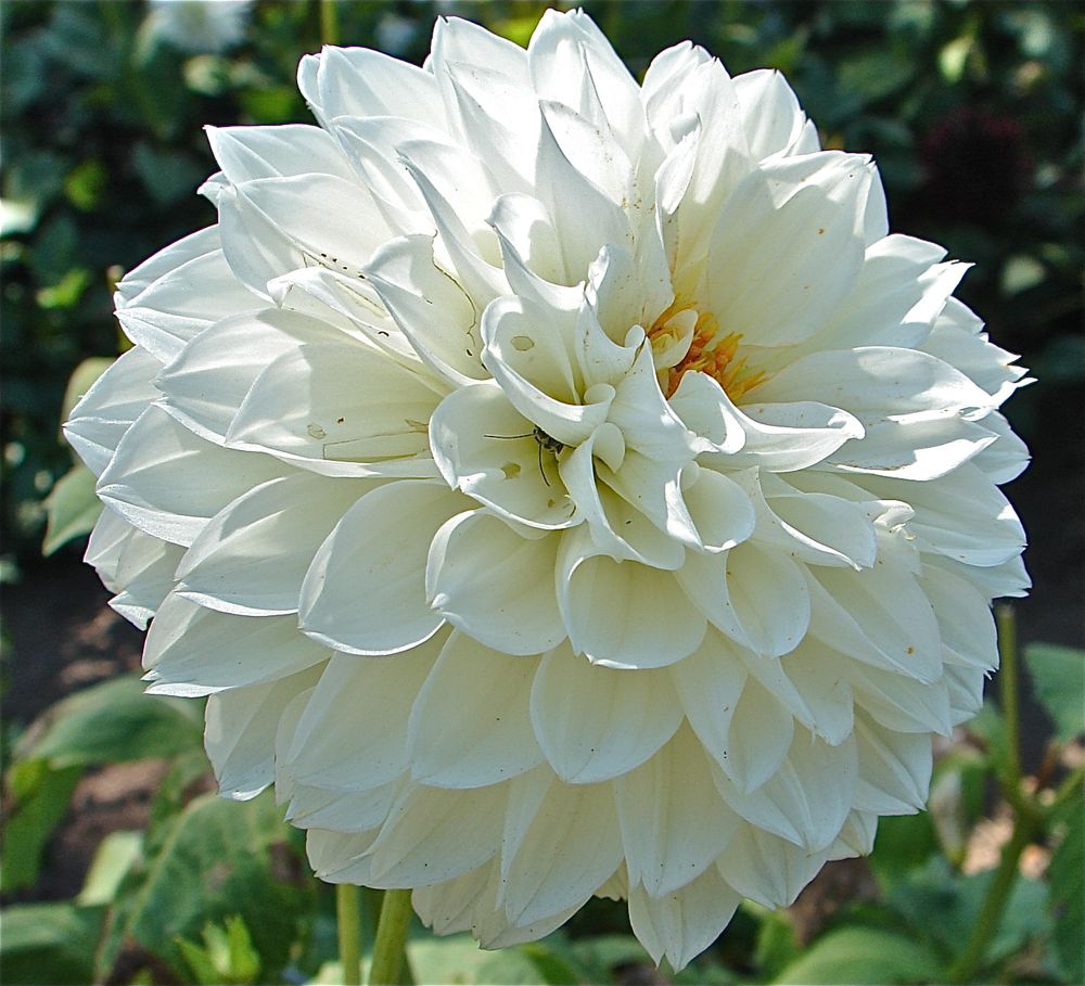 Blooming Plants: Spectacular Photos of Dahlias | Live Science