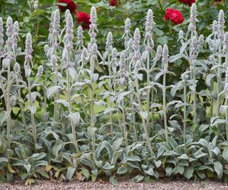 Lamb's ears in full bloom blooming Stachys byzantina