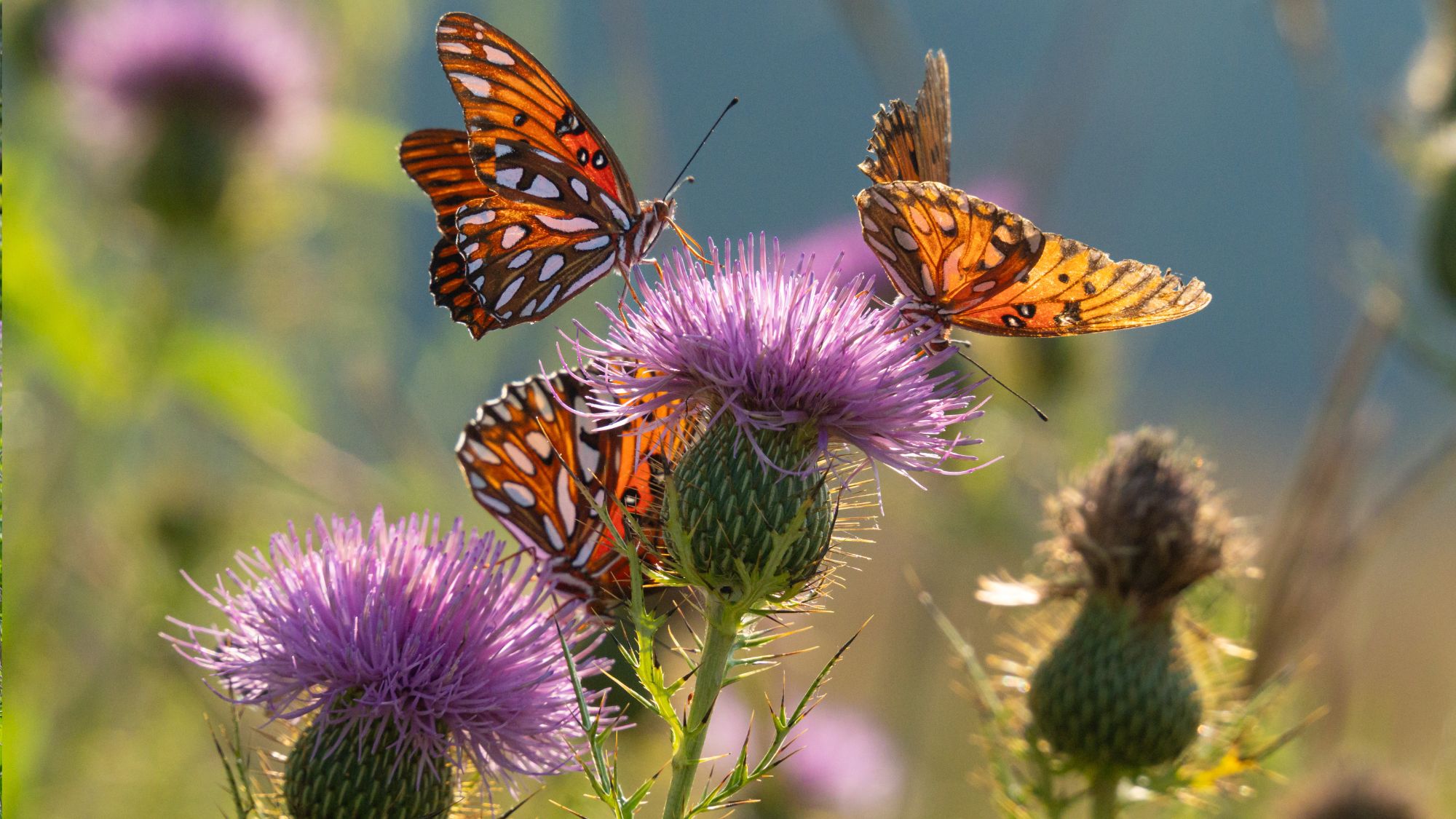 Beautiful butterflies sharing a flower in a meadow on a summer day
