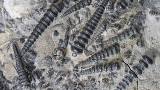 Fossils of shellfish like creatures