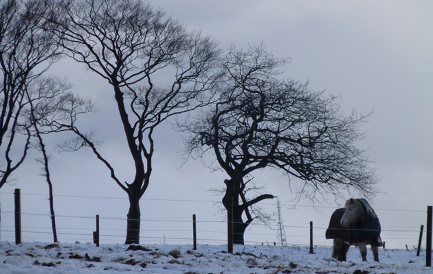 horses in the snow