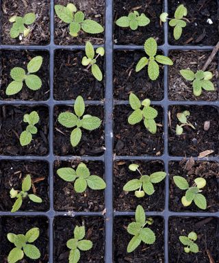 Salvia Viridis Blue Clary seedlings