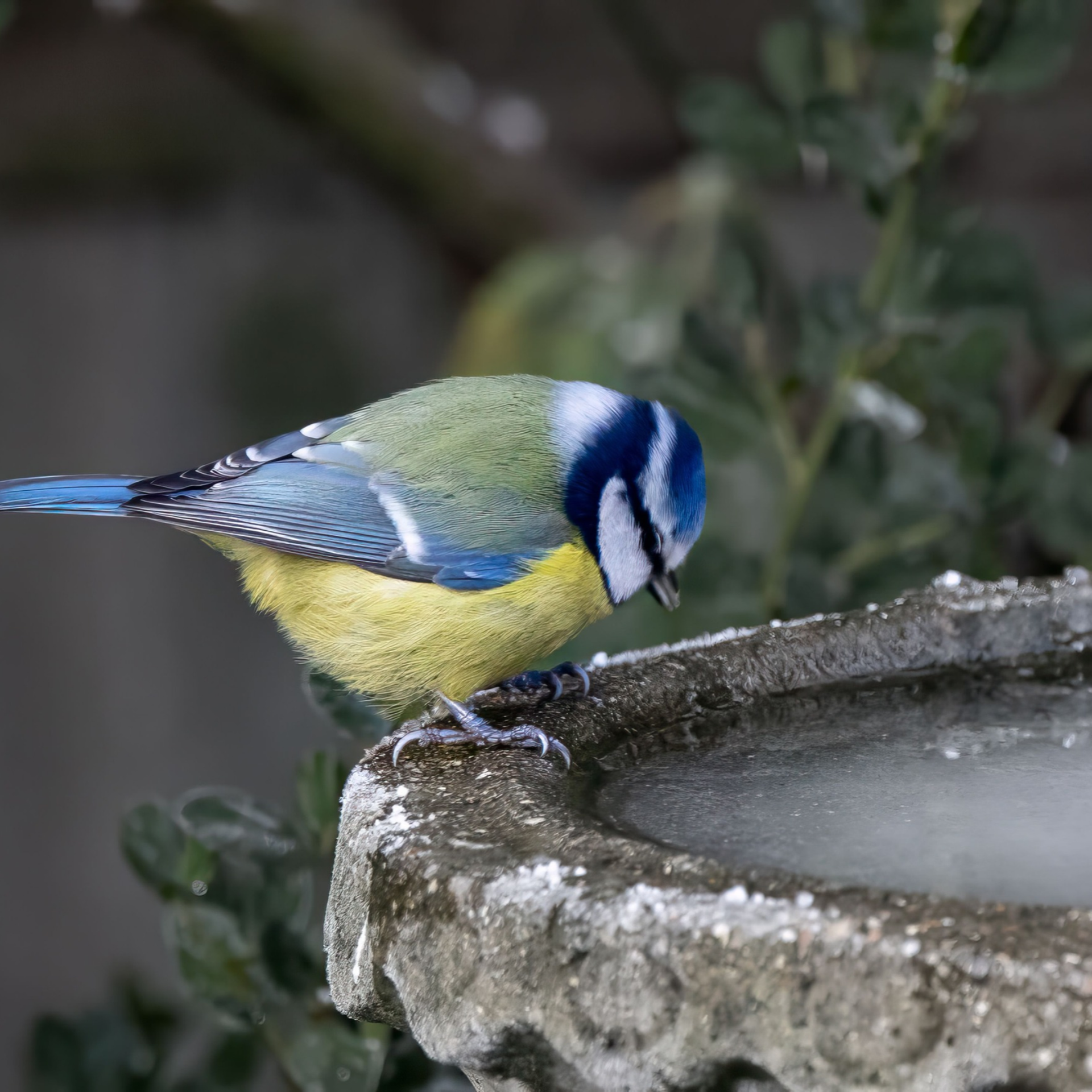 Blue tit looking at frozen bird bath.
