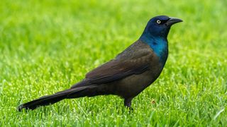 Common Grackle