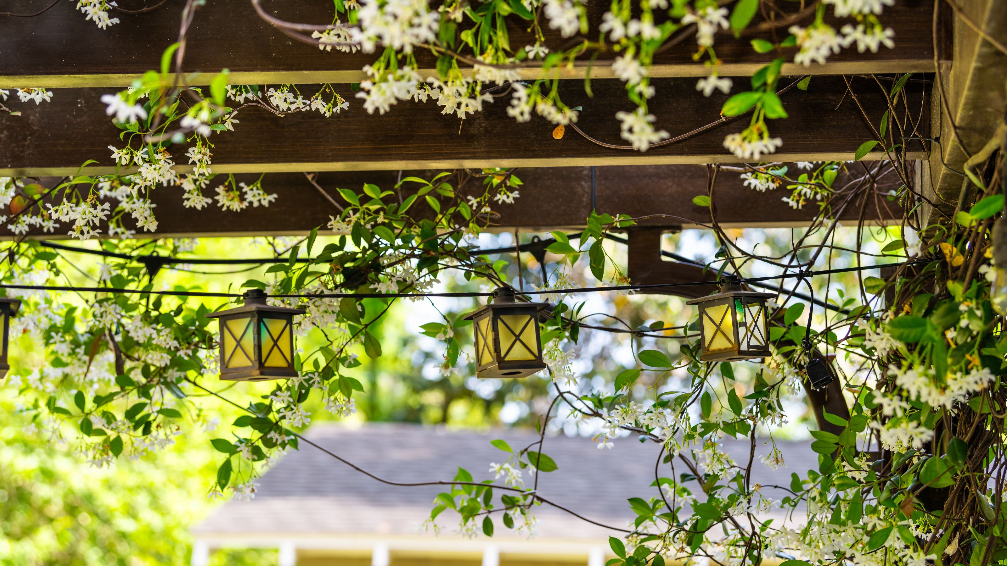 Jasmine blooming as it climbs a pergola