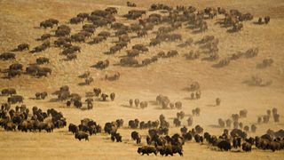 Herd of Bison (Bison bison) in field, elevated view