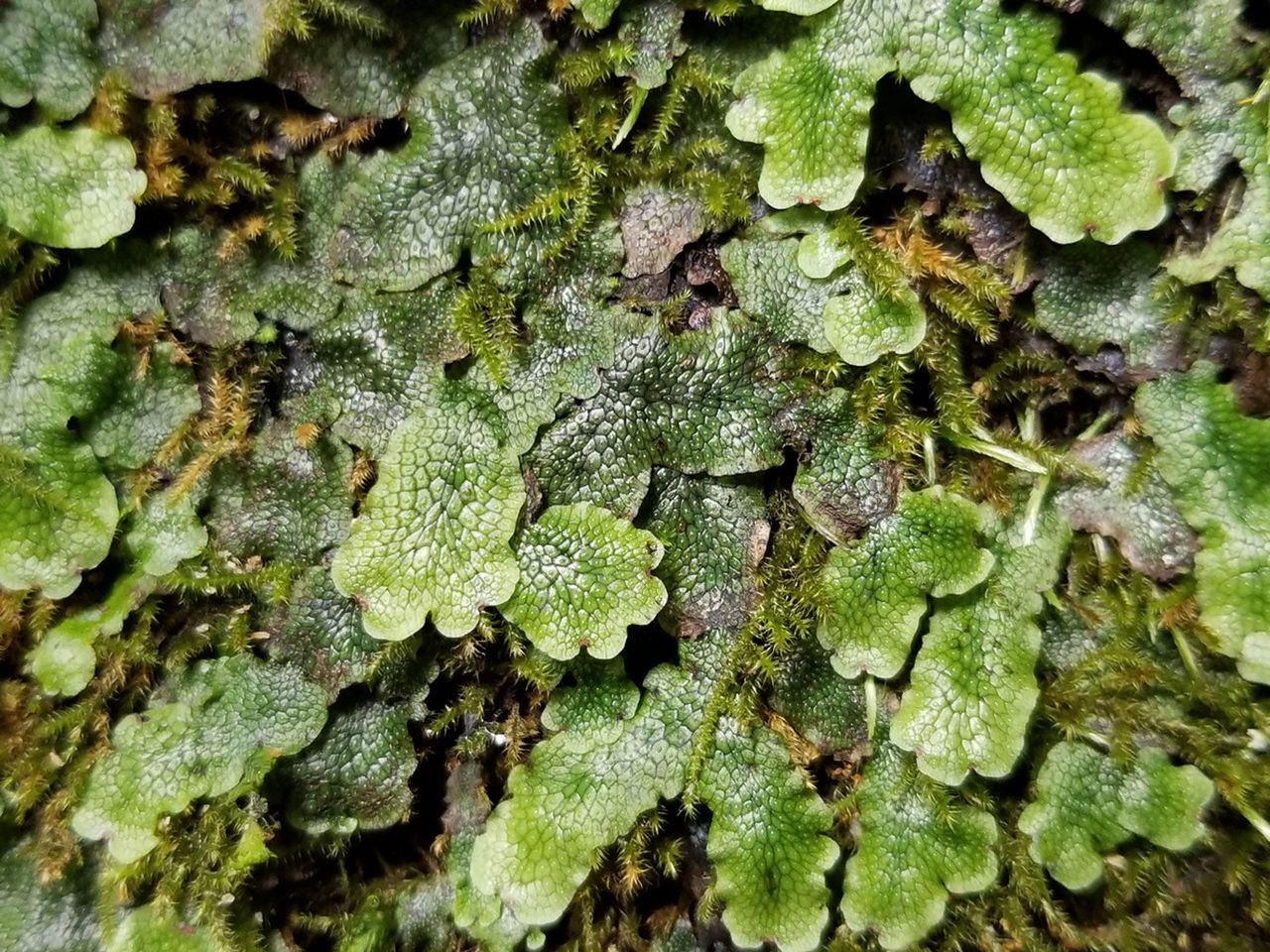 Liverwort Plant