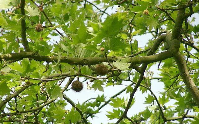 Plane Tree