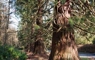 Californian Redwood aka Wellingtonia trees at Crowthorne in Berkshire