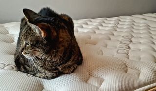Loom & Leaf mattress review tabby cat