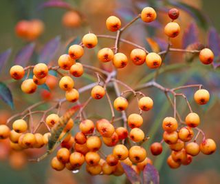 sorbus with berries in fall container display