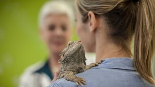 Bearded dragon on woman's shoulder