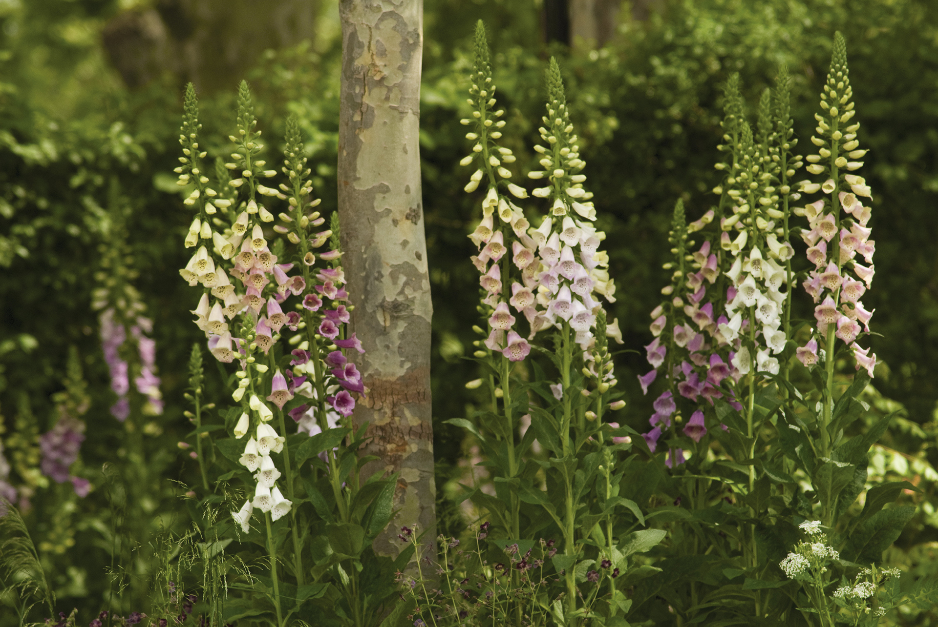 growing foxglove cottage garden gettyImages-629384789