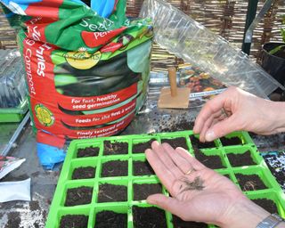 Sowing cosmos seeds in seed modules