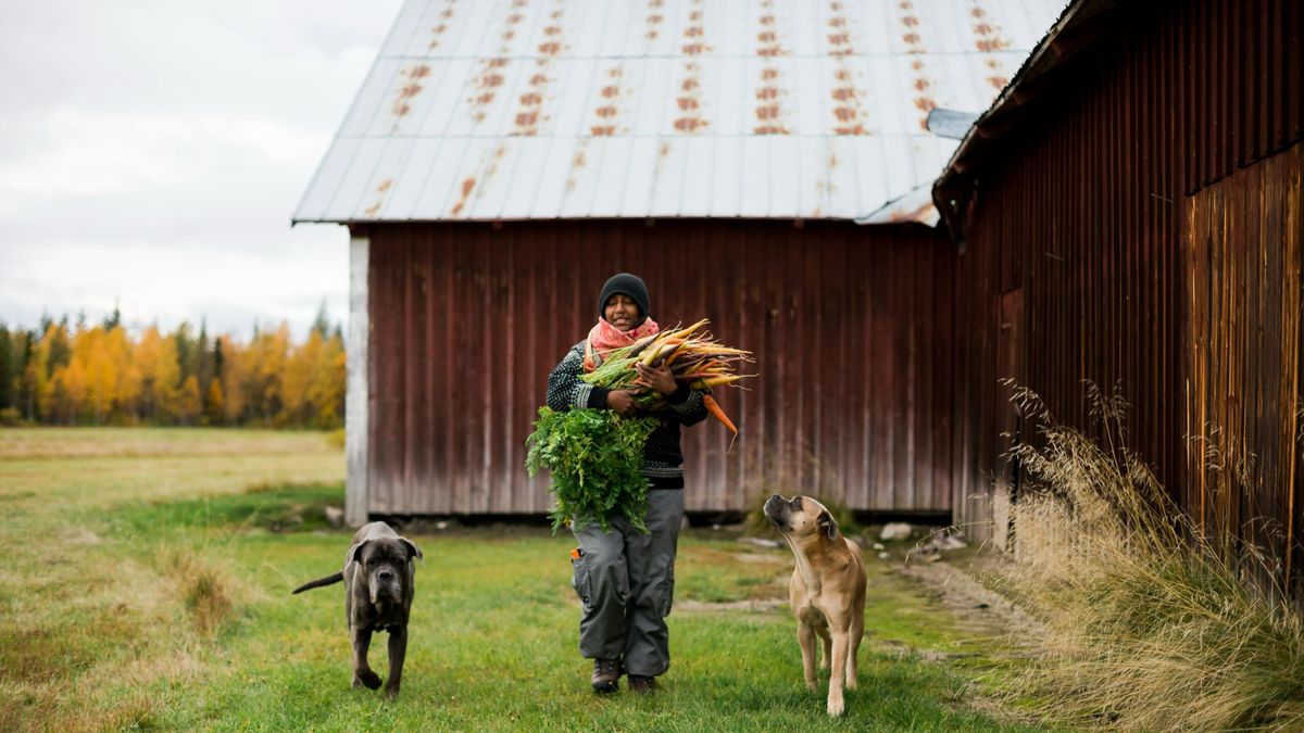 Man on farm walking with two dogs