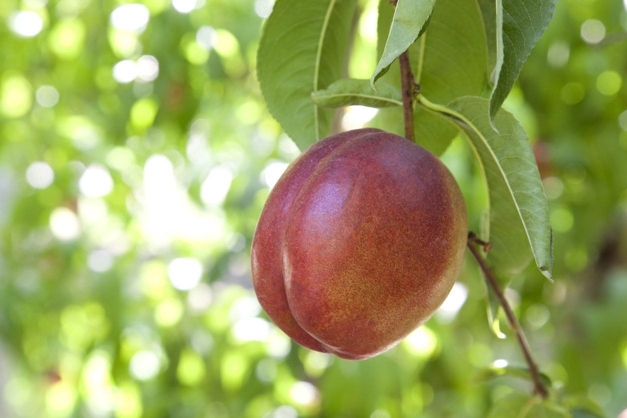 Single Fruit On Nectarine Tree